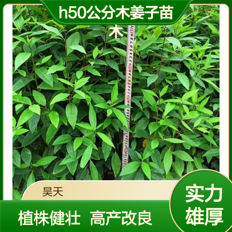 改良高产山苍子袋苗 H50公分木姜子苗木 植株健壮