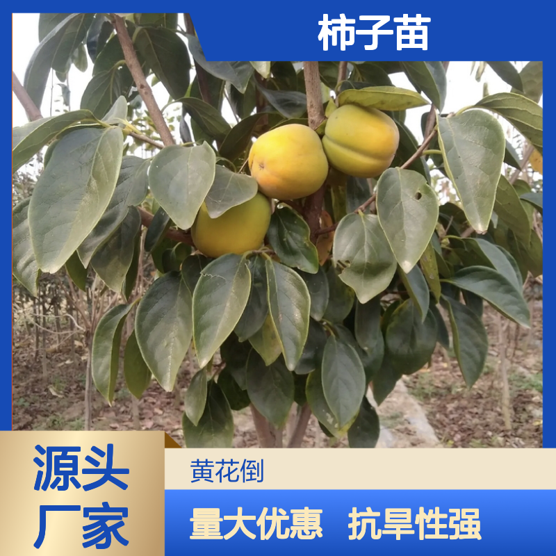 优质甜柿子苗 批发供应中 抗旱性强 结果期长 经济寿命
