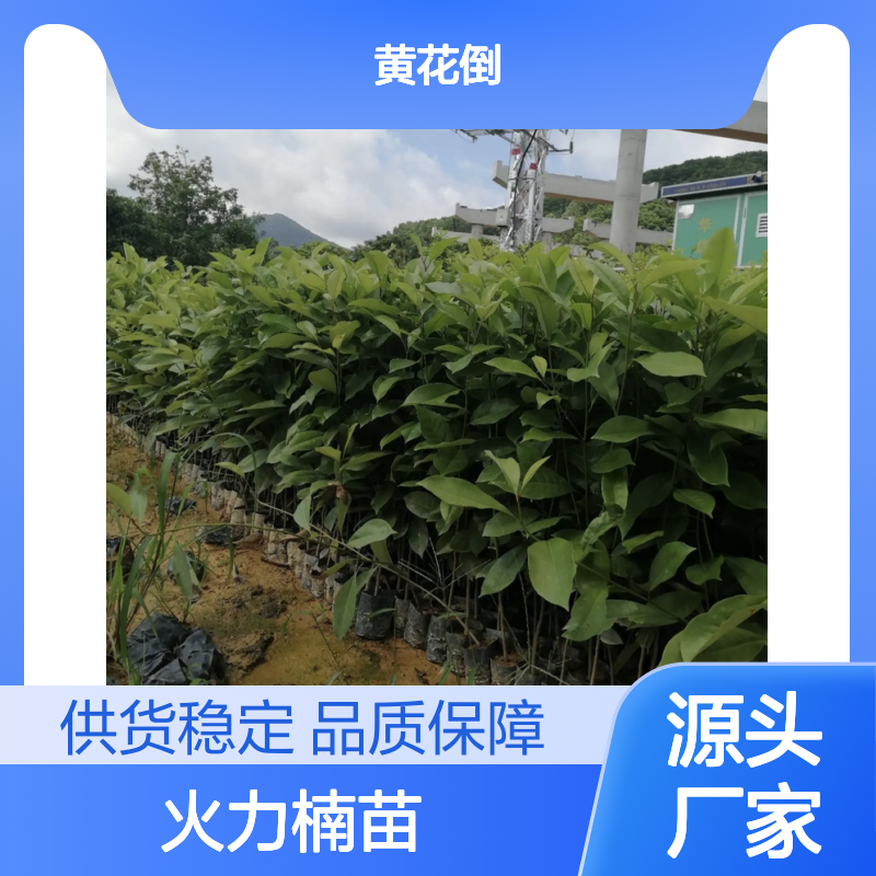 火力楠苗 园林观花乔木 优良品种 生长迅速 耐旱耐瘠