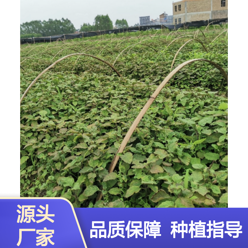 藿香种苗 多年生草本 种植区直供 宿根易活 适应性强