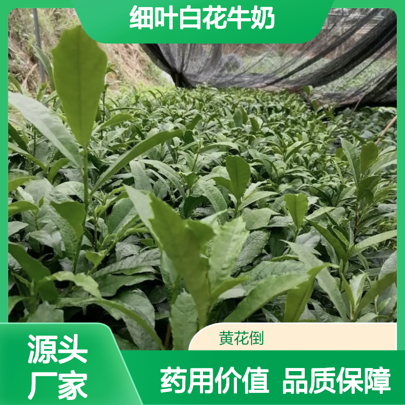 细叶白花牛奶树苗 天然药食同源植物 风味独特