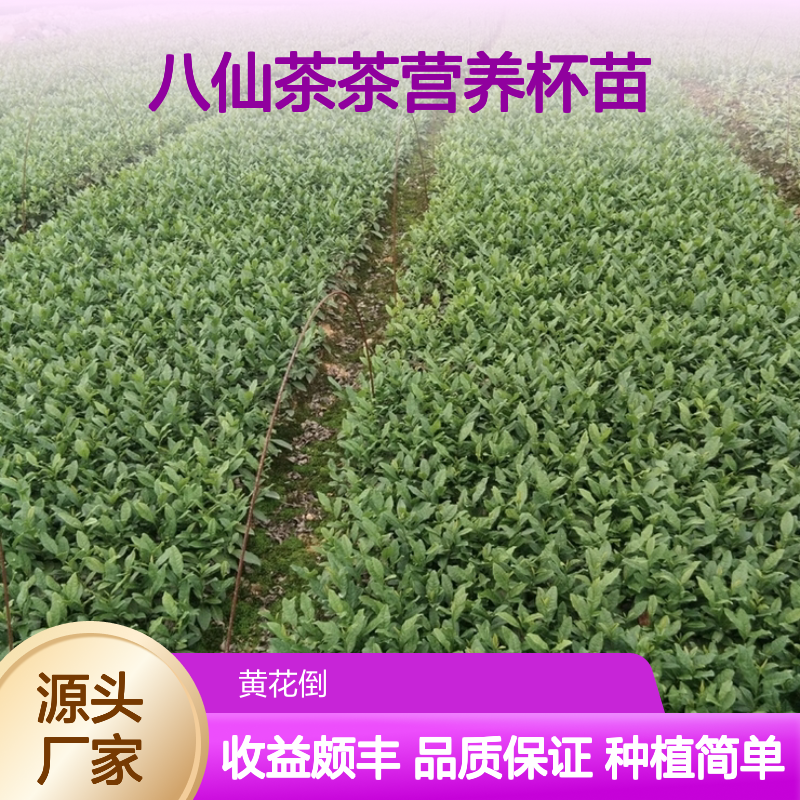 常年基地供应八仙茶茶营养杯苗 种植收益好荒山农田均可种植
