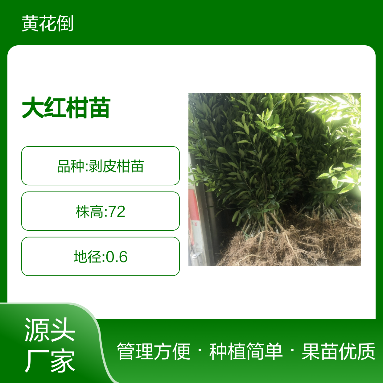 正宗大红柑苗 种植管理方便 果苗健壮 栽培简单