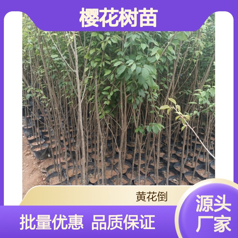 泰国樱花树苗 基地直供 园林植物 易种易活 观赏性强