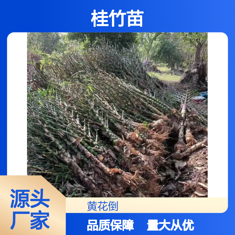批发桂竹苗 桂竹种植园精选 园林植物 成活率高