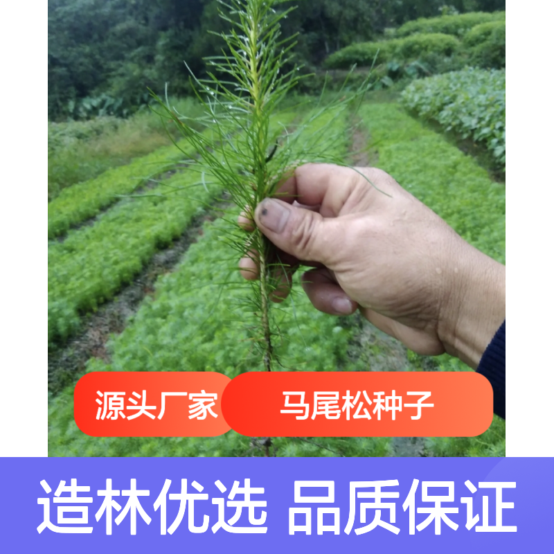 马尾松种子 造林优选 免费技术指导 新鲜采收 自营基地