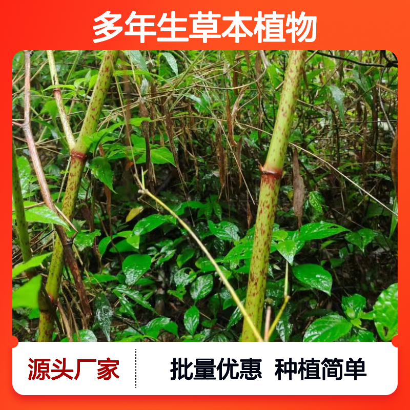 紫金龙苗 多年生草本植物 根系发达 适应性强 管理简单