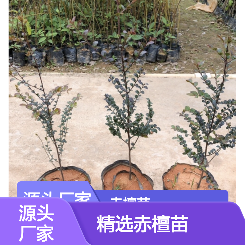精选赤檀苗 基地直供 园林优选植物 常绿灌木 适应性强