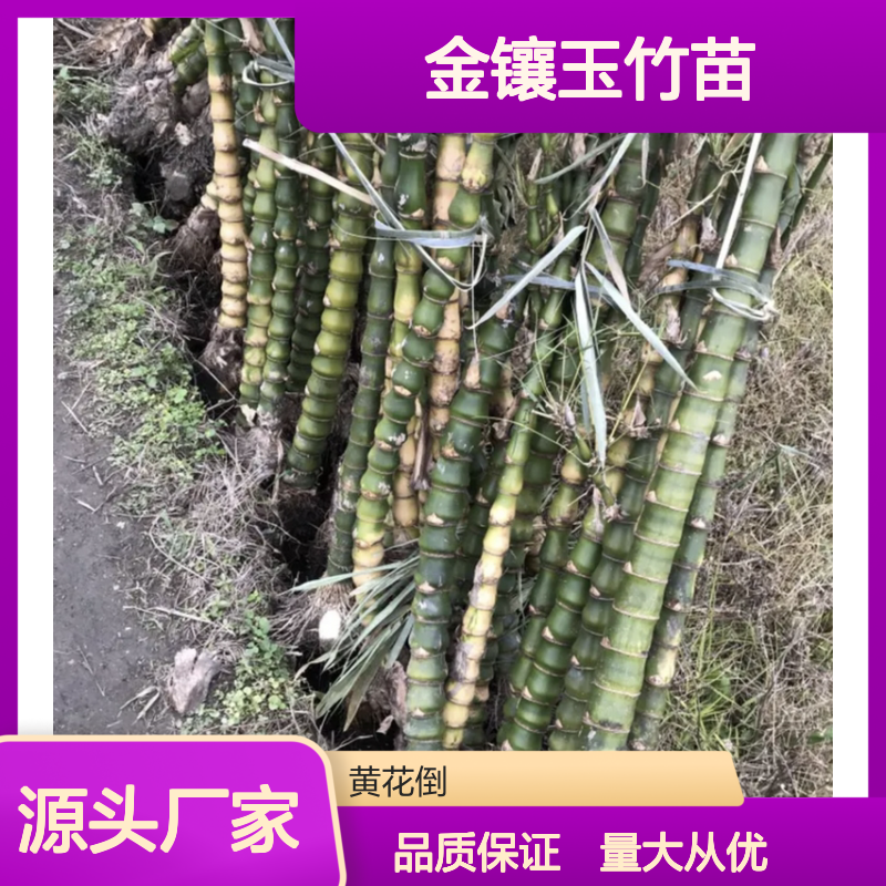 金镶玉竹苗 优质园林植物 生长迅速 坚韧耐用 绿化佳品