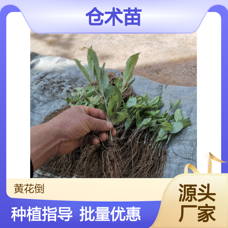 仓术种植专区 仓术苗大量供应 品质优良 生长旺盛
