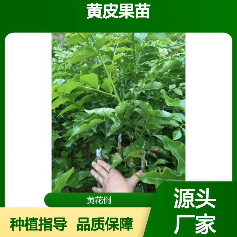黄皮果苗 嫁接苗 酸甜可口 品种齐全 成活率高 培育指导