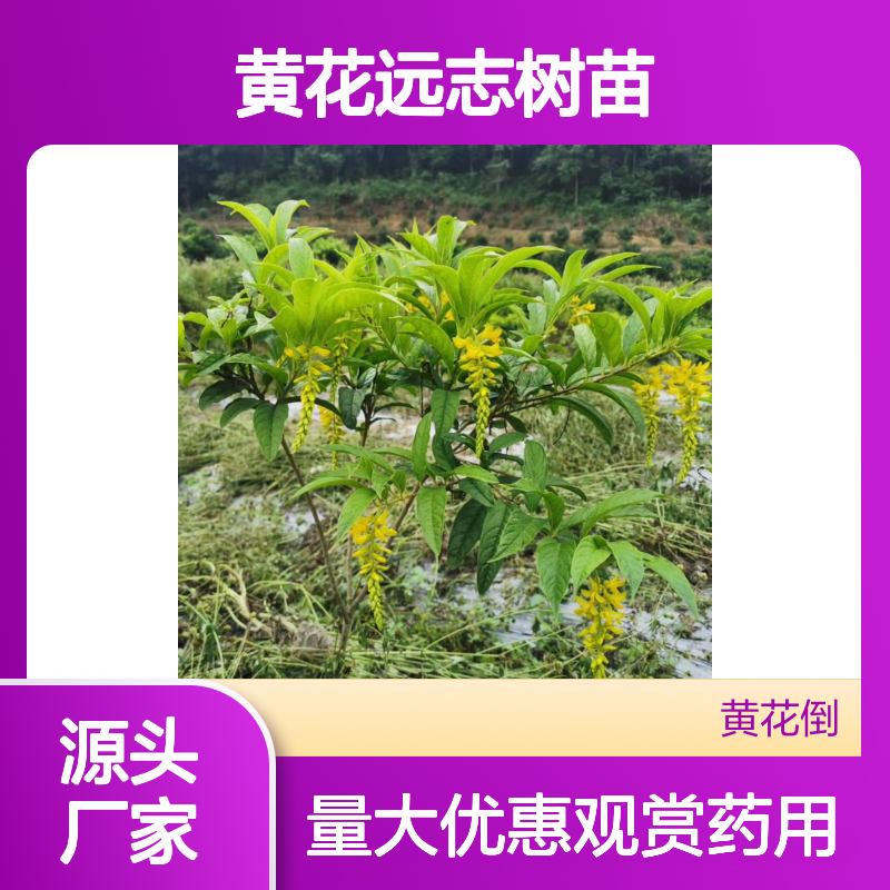 黄花远志树苗 爆满开花 盆栽花卉品种 枝叶繁茂