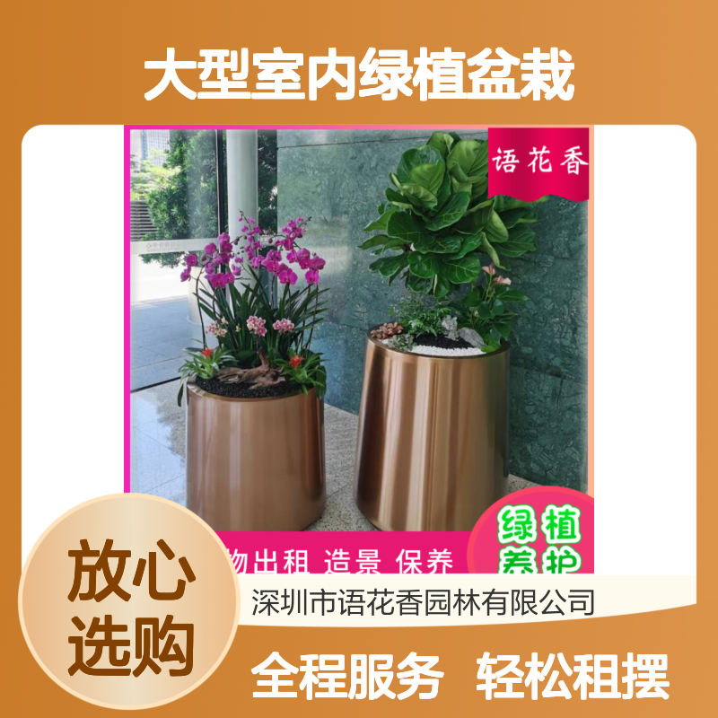 大型室内绿植盆栽 龙须树 客厅书房卧室装饰点缀佳品