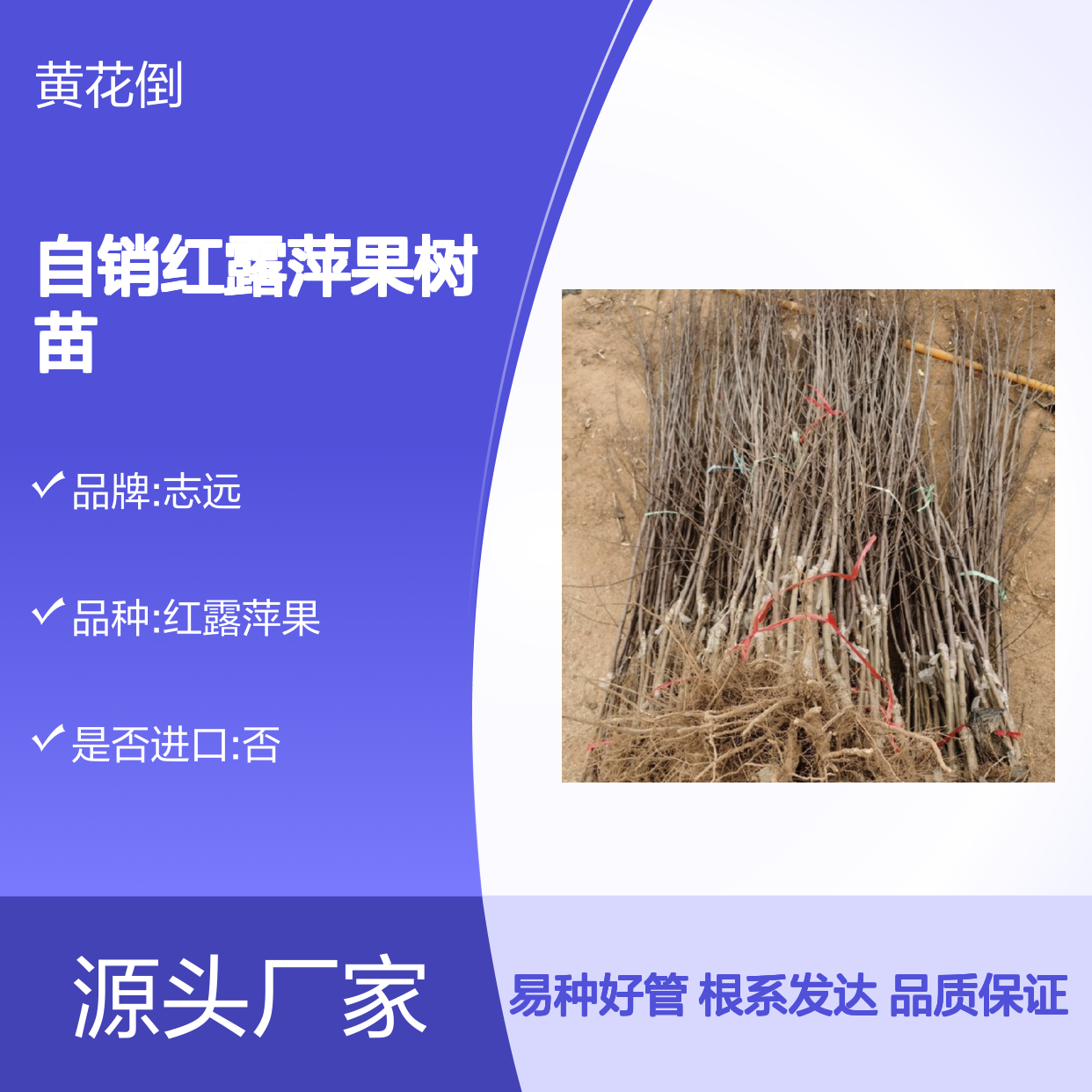 自产自销红露萍果树苗 品种齐全质量保证根系发达种植好管理