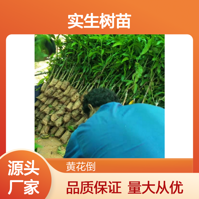 实生芒果树苗 基地直发 种植指导 品质纯正 高产优良