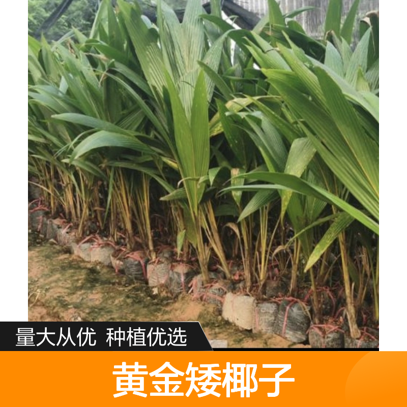 黄金矮椰子果树苗木 批发种植优选 全株利用 经济高效