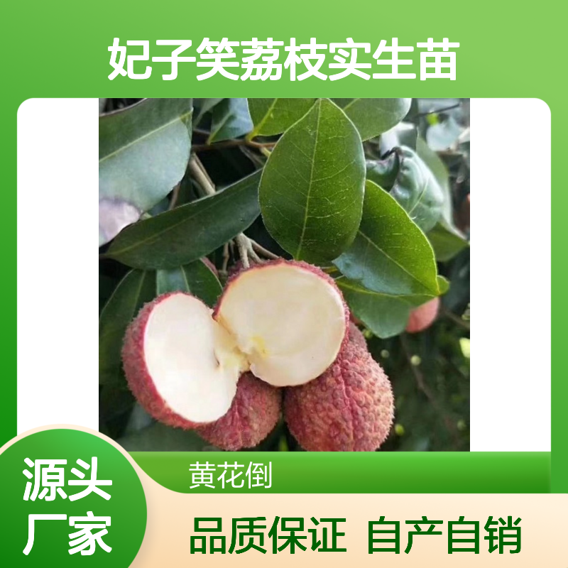 自产自销妃子笑荔枝实生苗 苗圃产地直供品质保证种植技术分享