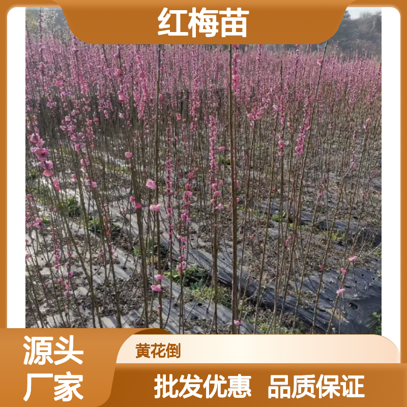 红梅苗批发基地 宫粉玉蝶绿萼型齐全 专业种植