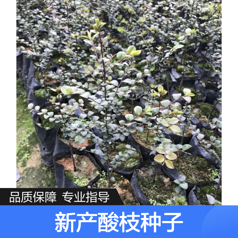 新产酸枝种子 农户直供 耐干热 易生长 技术指导