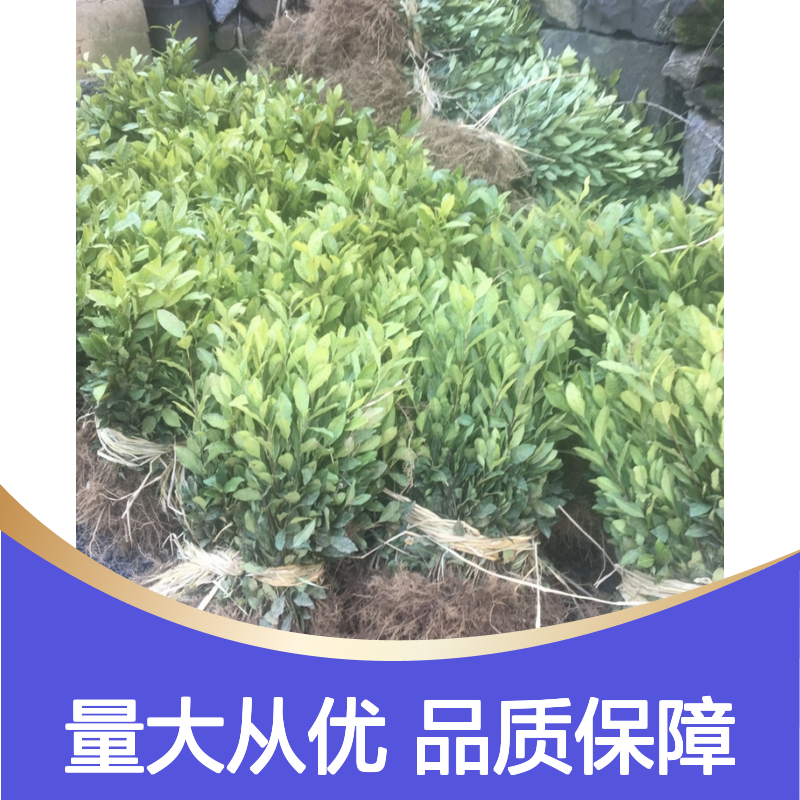 产地批发佛手茶营养杯苗 购买数量达到要求全国专线车直达送货