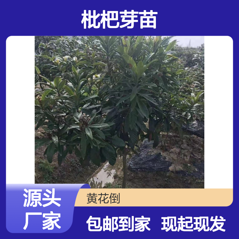 现起现发 解放钟枇杷芽苗 送货上门包邮 欢迎来电洽谈经验分享