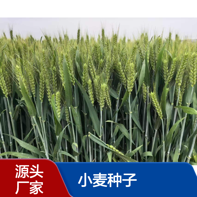 郑麦0989小麦种子 稳产1800斤 抗病强且矮杆抗倒伏