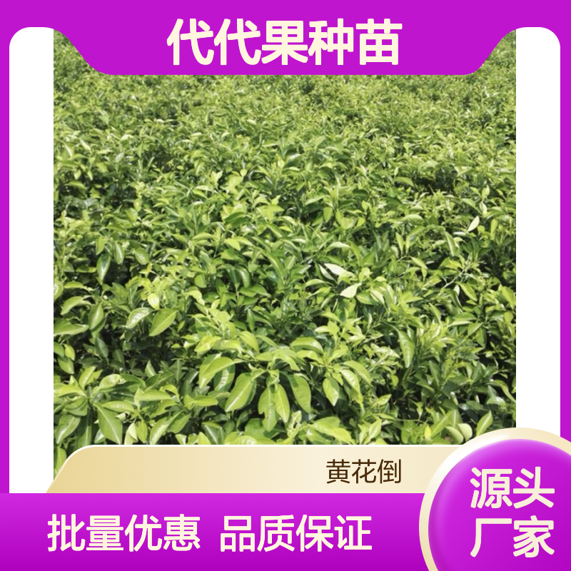 代代果种苗 批发常绿灌木 易养易活 适应性强 管理简单