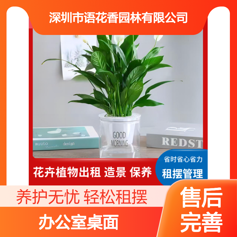 办公室桌面绿植盆栽租赁 省时省心 长期短期灵活租摆 送货上门养护