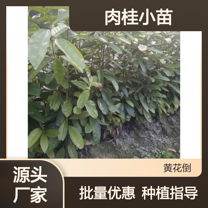 肉桂种植区优质肉桂小苗批发 易于栽培 适应性强