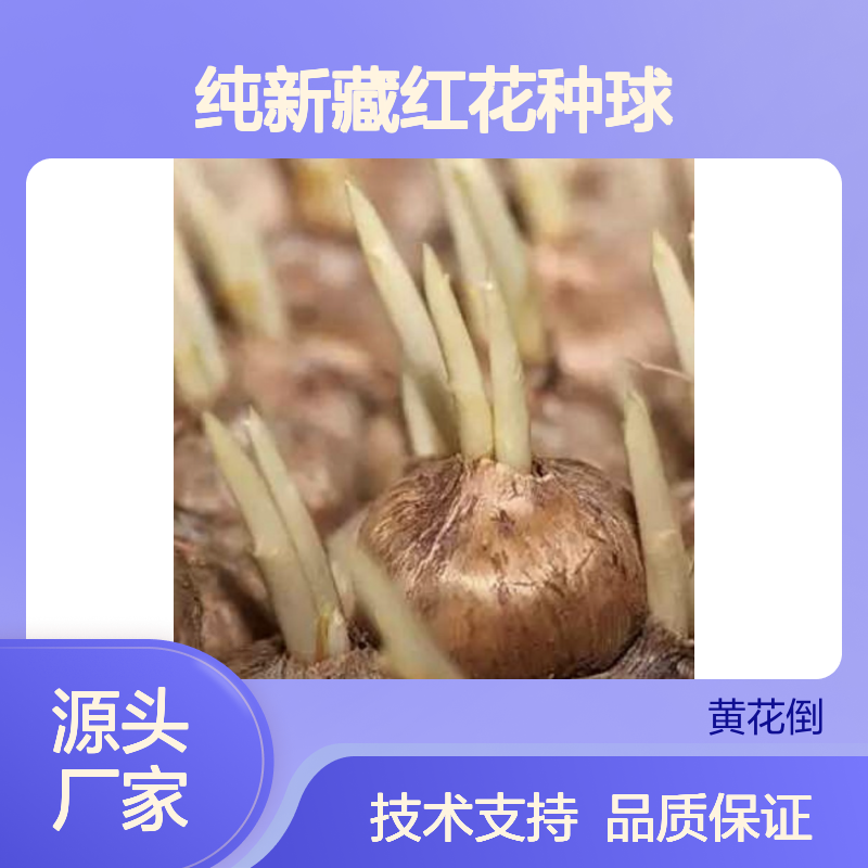 当年纯新藏红花种球 苗木合作社自营免费技术指导