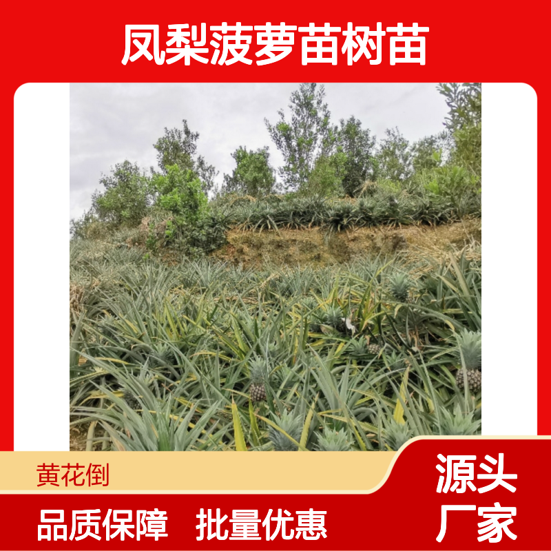 凤梨菠萝苗树苗 芽殖分株 繁殖力强 品质优良 栽培简单