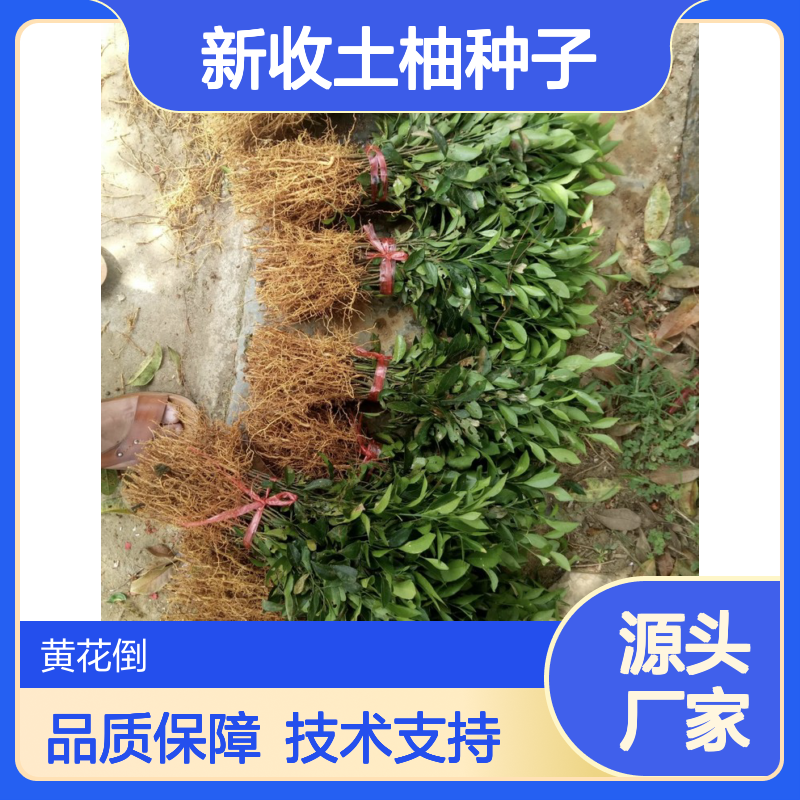 当年新收土柚种子 农户直供 栽培历史悠久 品质优良