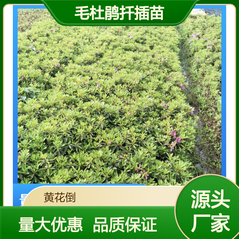 毛杜鹃扦插苗 园林植物半常绿灌木优选 移栽方便