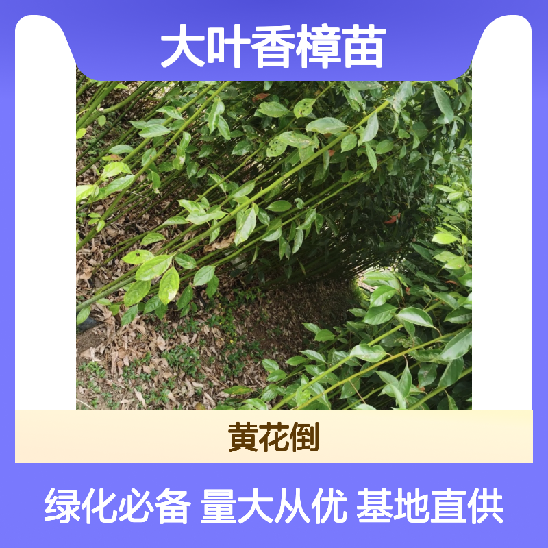 大叶香樟苗 基地直供 行道庭荫优选 雄伟壮观 四季常绿