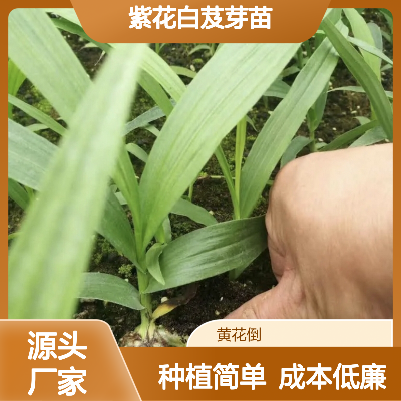 基地批发紫花白芨芽苗 种植成本低可控 荒山农田均可种植