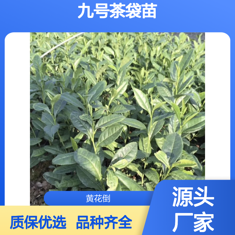 现起现发福选九号茶袋苗 品种齐全质量保证根系发达种植好管理