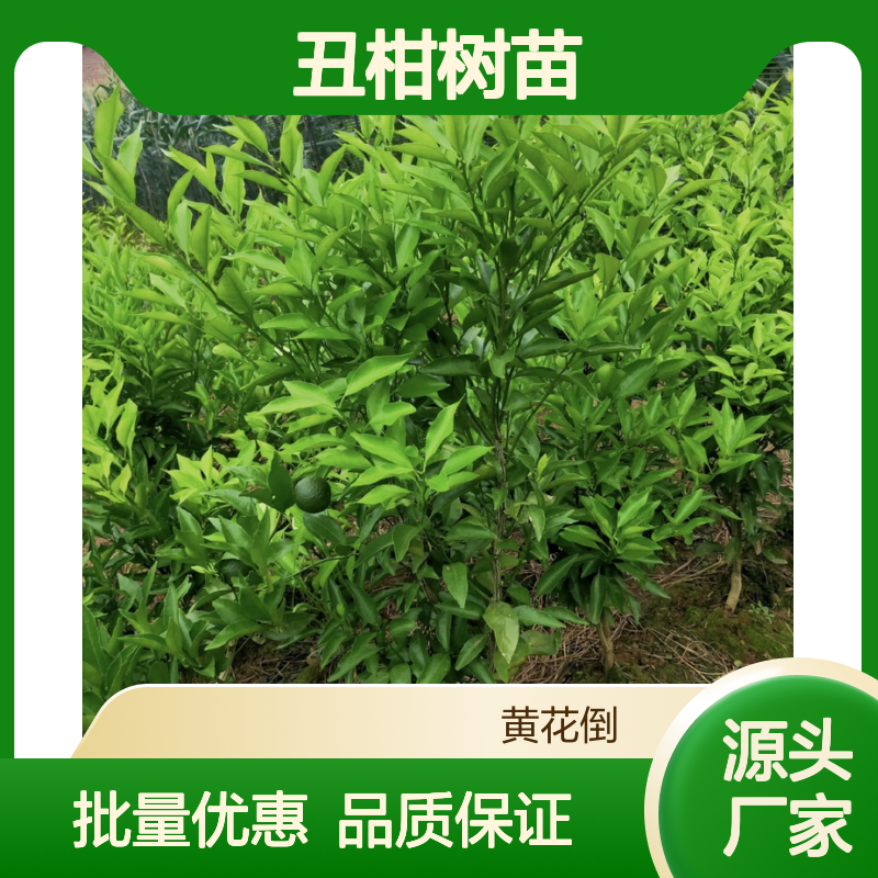 丑柑树苗 优质果树苗木 肉质柔软多汁 风味极佳