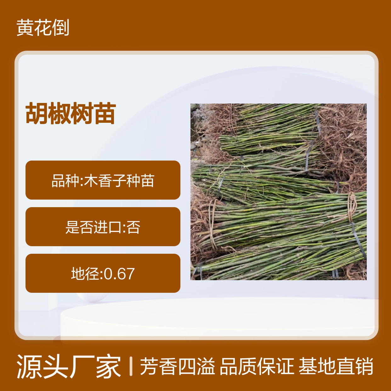 山胡椒树苗 园林绿化优选 芳香植物 枝繁叶茂 风味独特