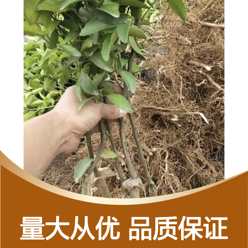 金秋砂糖桔树苗 稳产丰产优选 口感细腻 果园直供