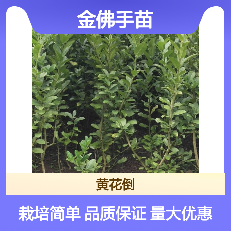 金佛手苗 惊蛰开花 管理简便 果香浓郁 扦插易活