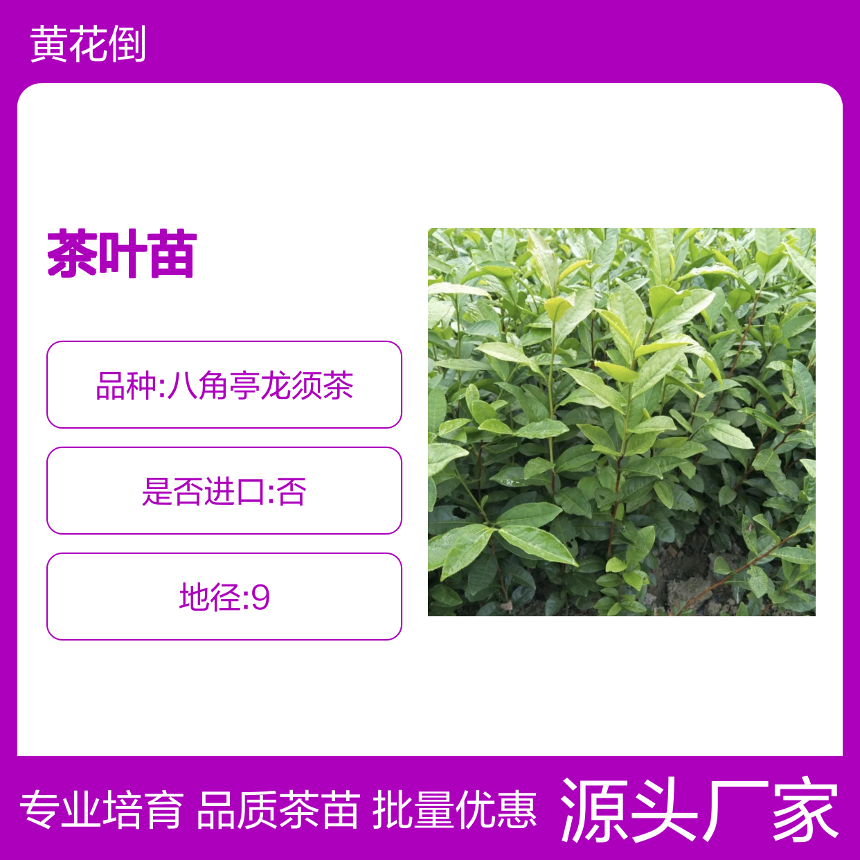 瑞香305茶叶苗 基地培育 绿茶之源 品质优良 种植专业