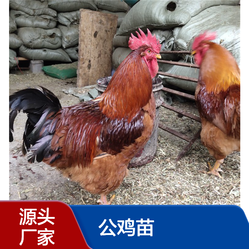 大种红公鸡苗 红花芦花鸡孵化场 红玉鸡免费技术已做疫苗