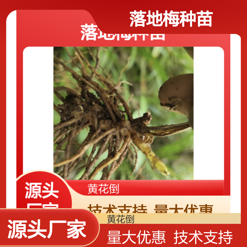 落地梅种苗 园林绿化优选 庭院种植佳品 叶片独特