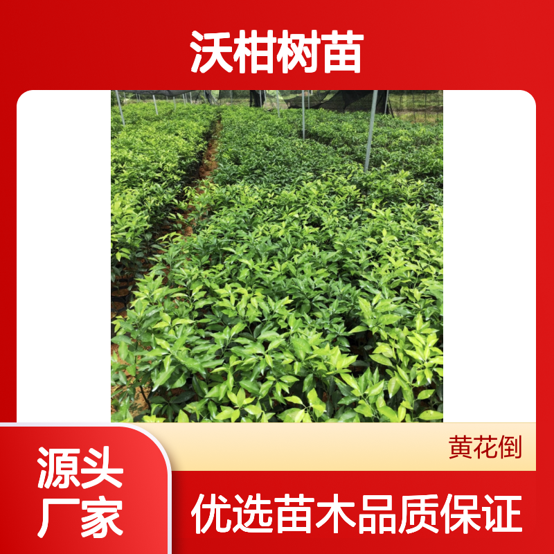 沃柑树苗 挂果强采收长 口感甜柔 营养丰富 销量高涨
