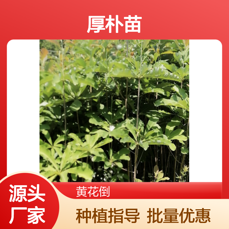 厚朴苗批发供应 园林绿化优选品种 生长旺盛 易于管理