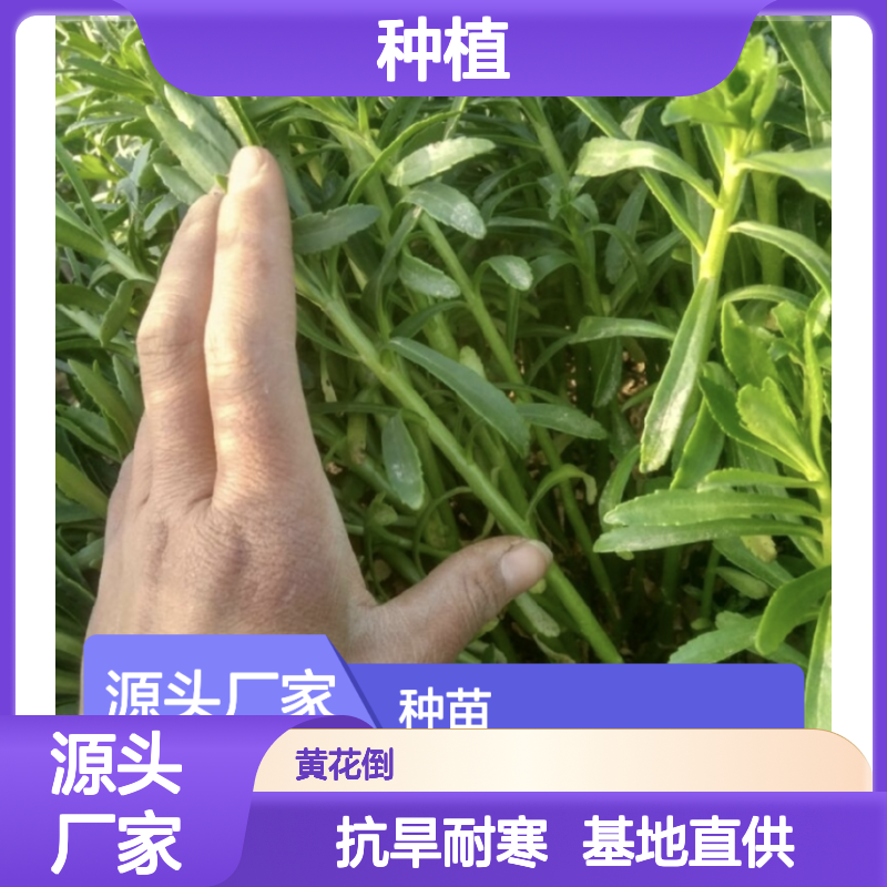 金不换种植区 种苗批发 抗旱耐寒 基地直供 生命力强