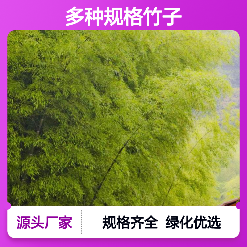 多种规格竹子批发 观赏竹类齐全 绿化优选 培育专业