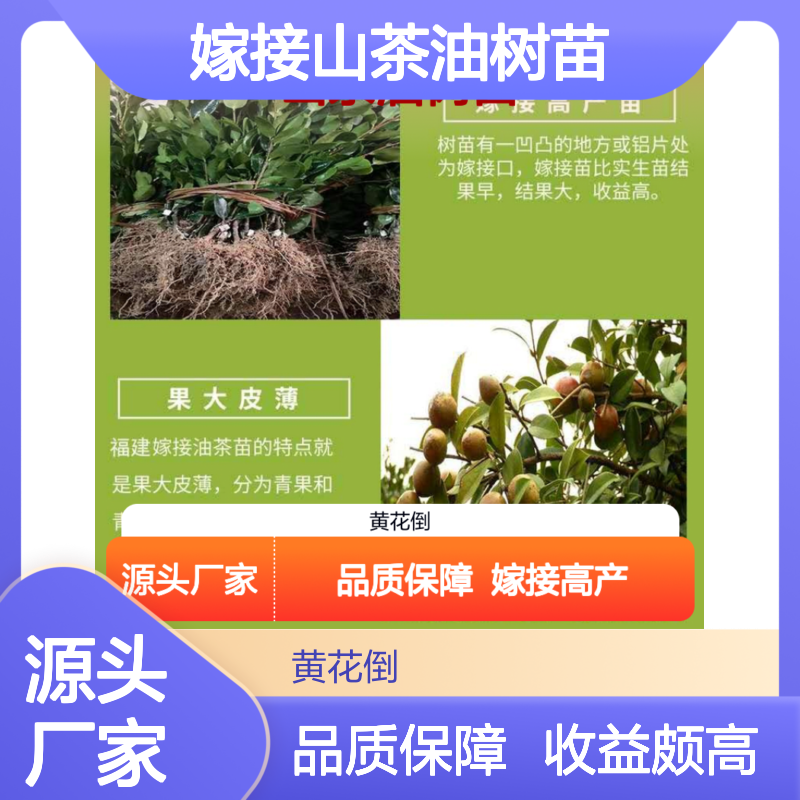 高产嫁接山茶油树苗 果大皮薄 收益颇高 品种优良