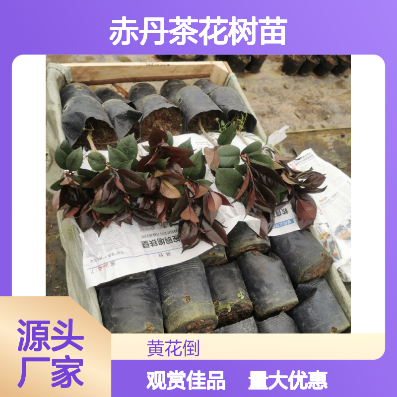 赤丹茶花树苗 庭园观赏优选 批发基地直供 适应性强
