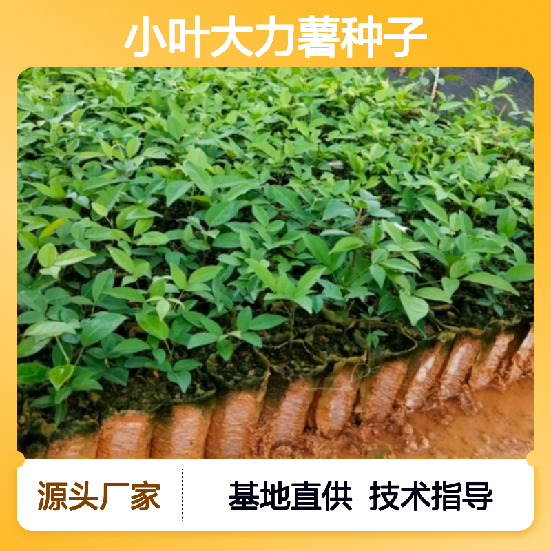 精选过筛小叶大力薯种子 基地直供免费技术指导